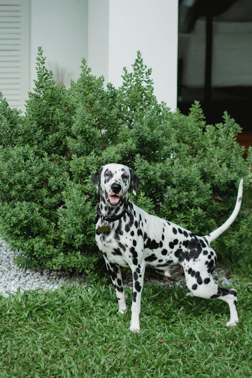 Foto profissional grátis de animal de estimação, arbusto, cachorro