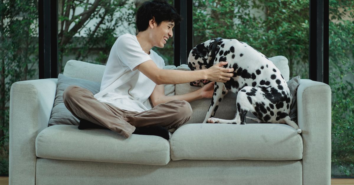 Top 5 Trends in Pet Zone Design