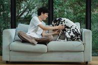 Man Touching a Dalmatian Dog on Sofa and Smiling