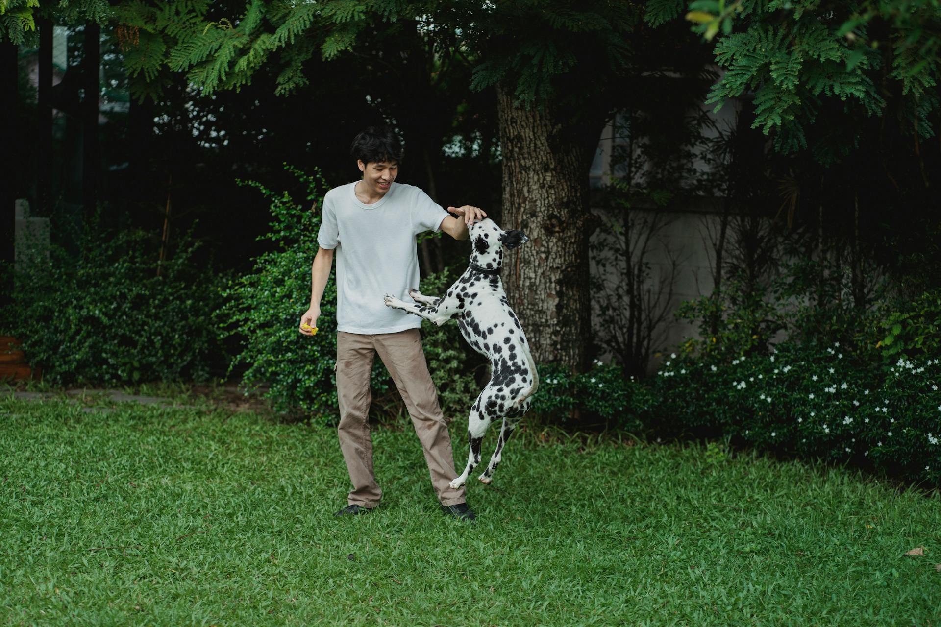 Man Playing with His Dalmatian Dog in the Backyard