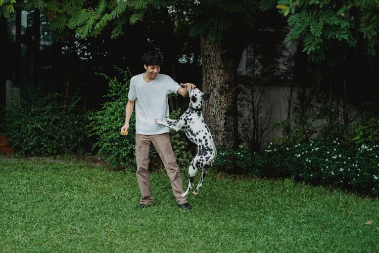 Man Playing With His Dalmatian Dog In The Backyard 