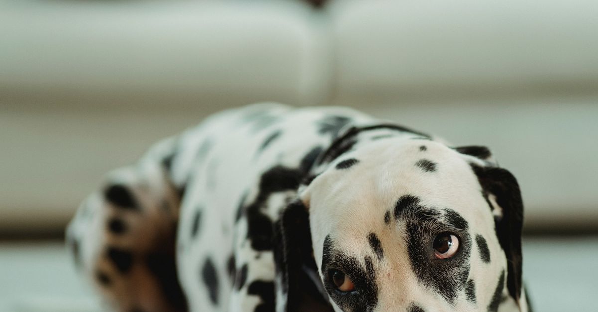 Why Is My Rescue Dog Having Accidents in the House? Causes and a Gentle Reset Plan