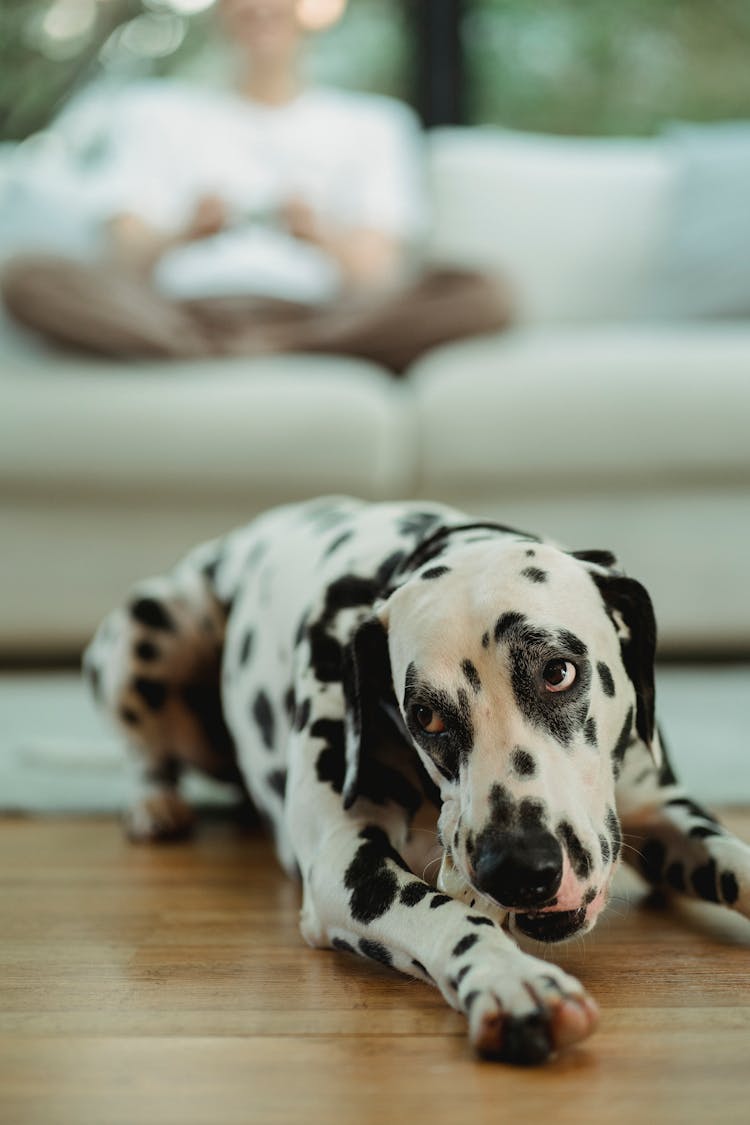 Dalmatian Dog Chewing On Toy In Living Room