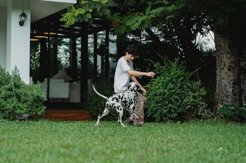 Foto profissional grátis de animal de estimação, cachorro, diversão