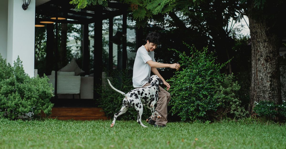 How to Create the Perfect Pet Care Schedule for Your Furry Friend