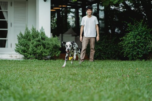 Free Man in Gray Crew Neck T-shirt Walking With Black and White Dalmatian Dog on Green Stock Photo