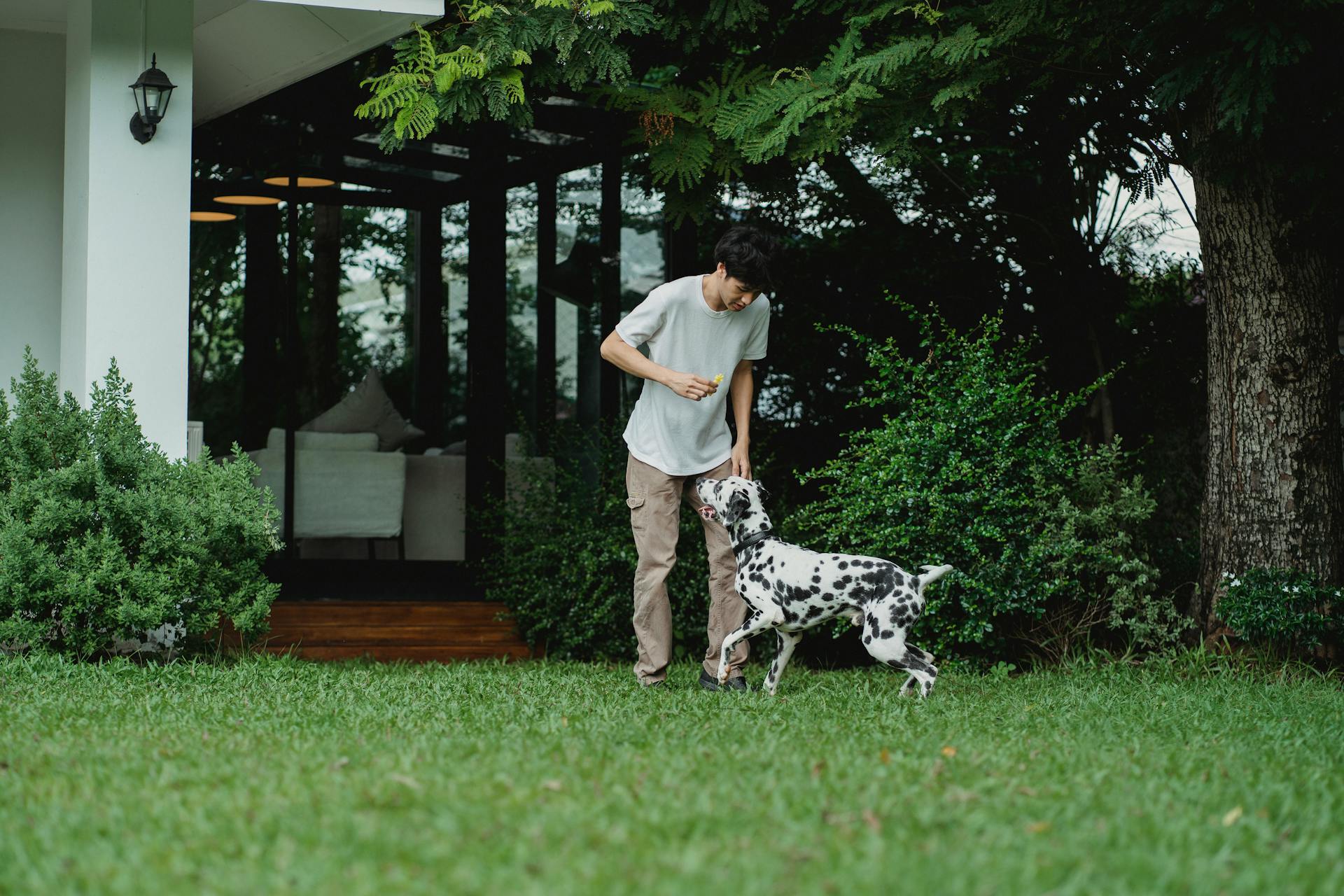 Man Running with His Dalmatian Dog in the Backyard