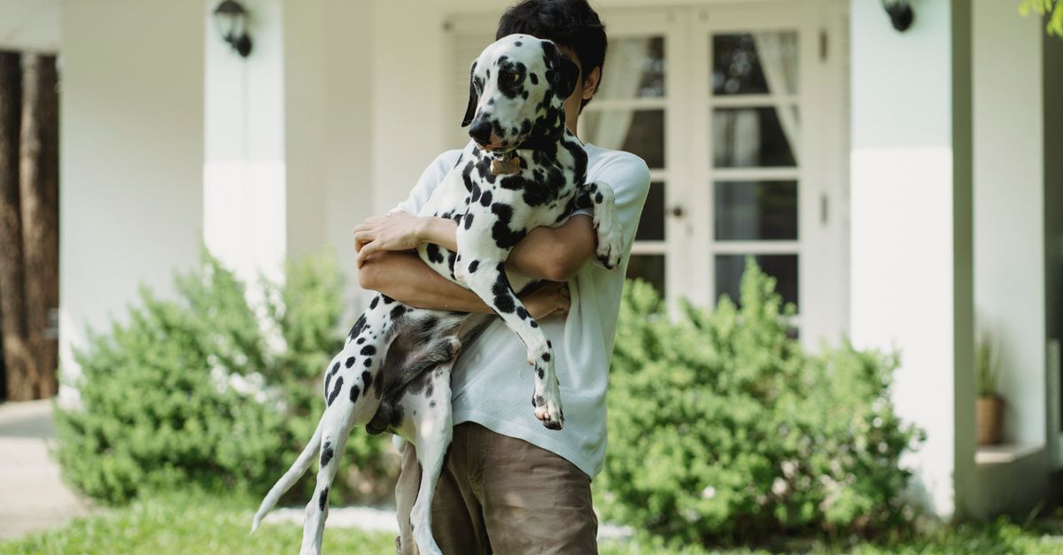 A man holds a Dalmatian dog outside a house in a lush green garden setting.