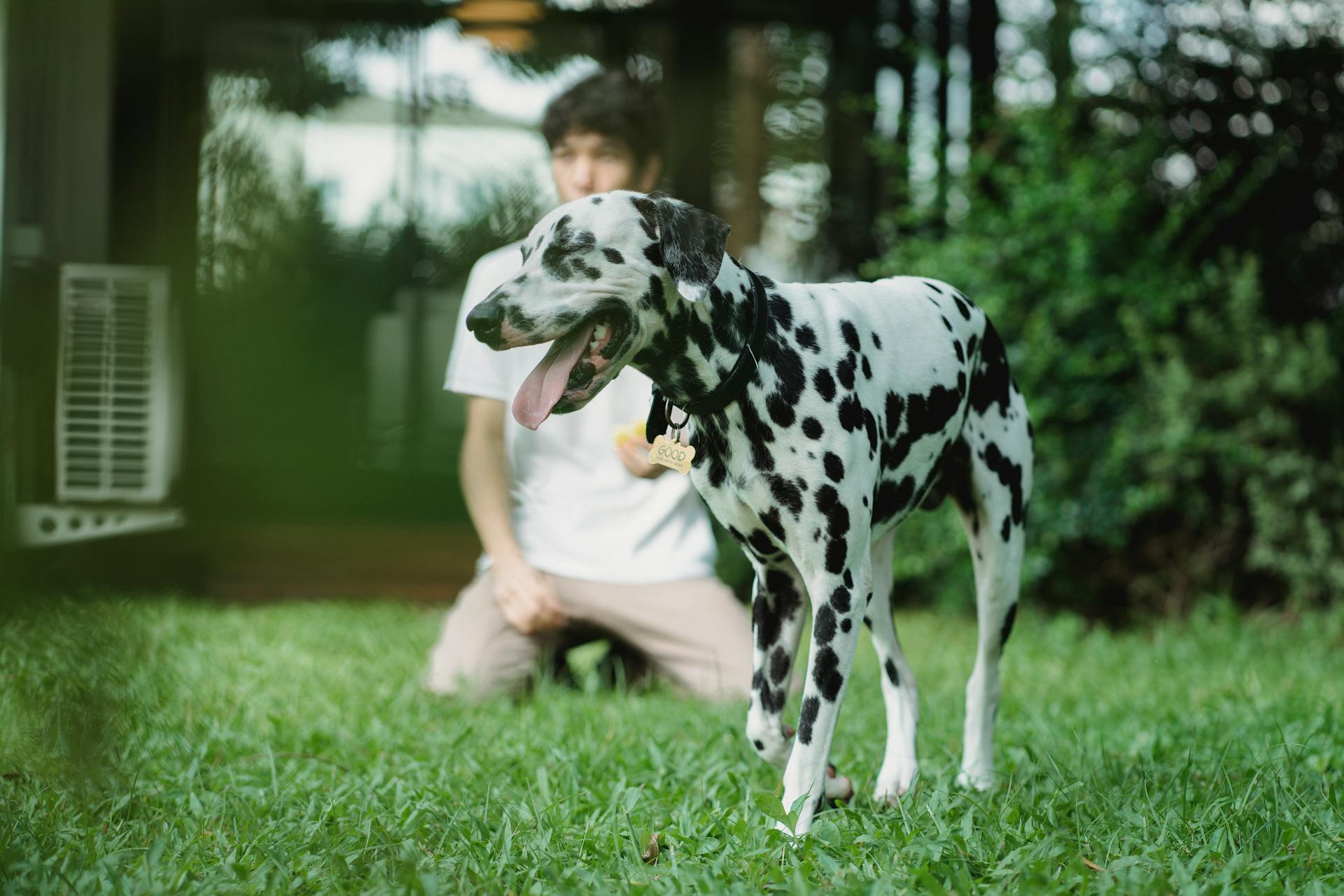 Man Playing with His Dalmatian Dog in the Backyard