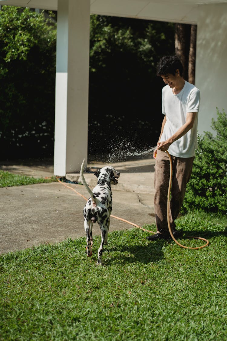 Man Playing With Dalmatian Dog And Garden Hose