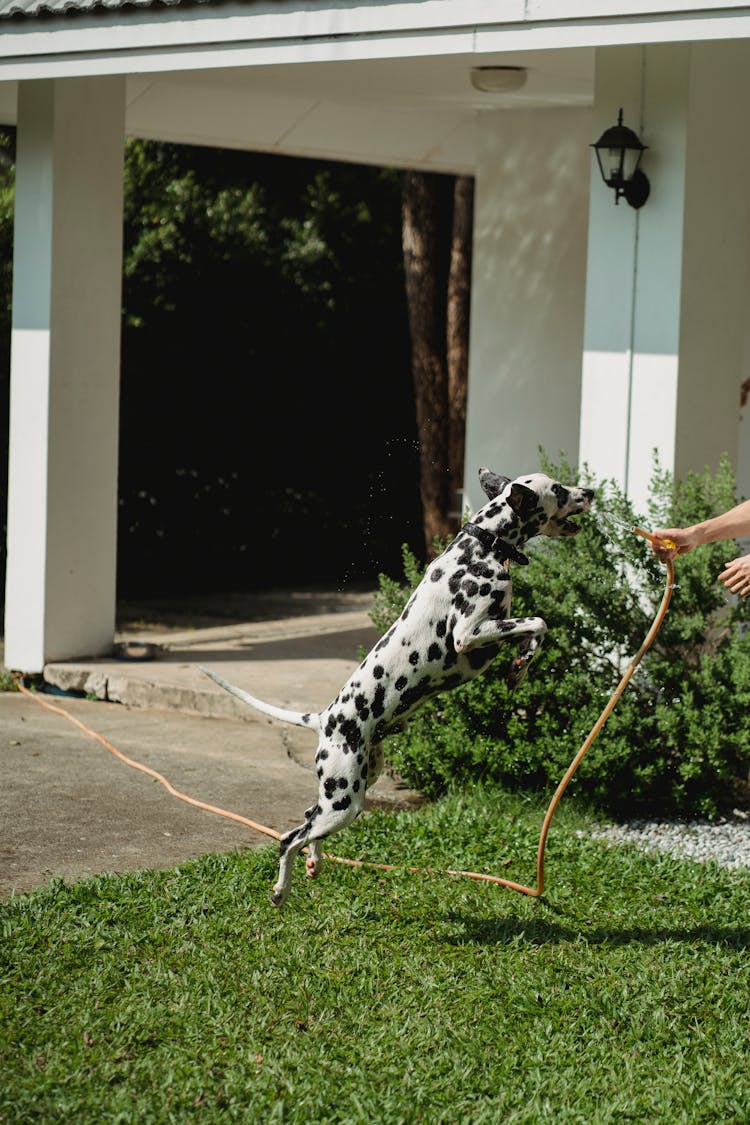 Dog Drinking Water From The Hose