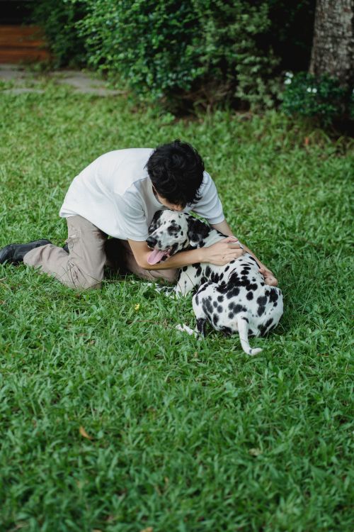 Free A man lovingly pets a Dalmatian dog on a vibrant green lawn, showcasing companionship. Stock Photo