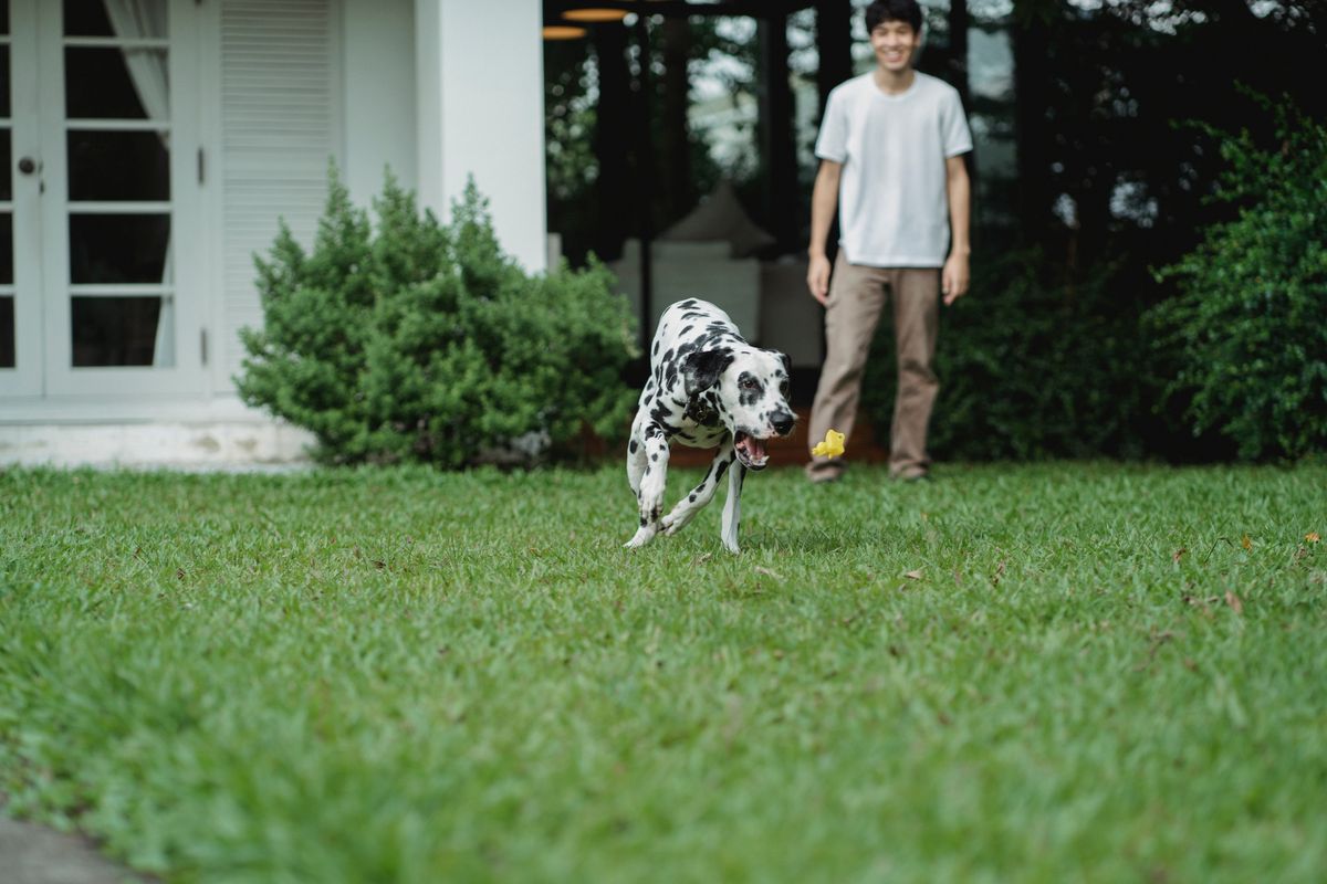 Dalmatian running and playing with its owner in a grassy yard