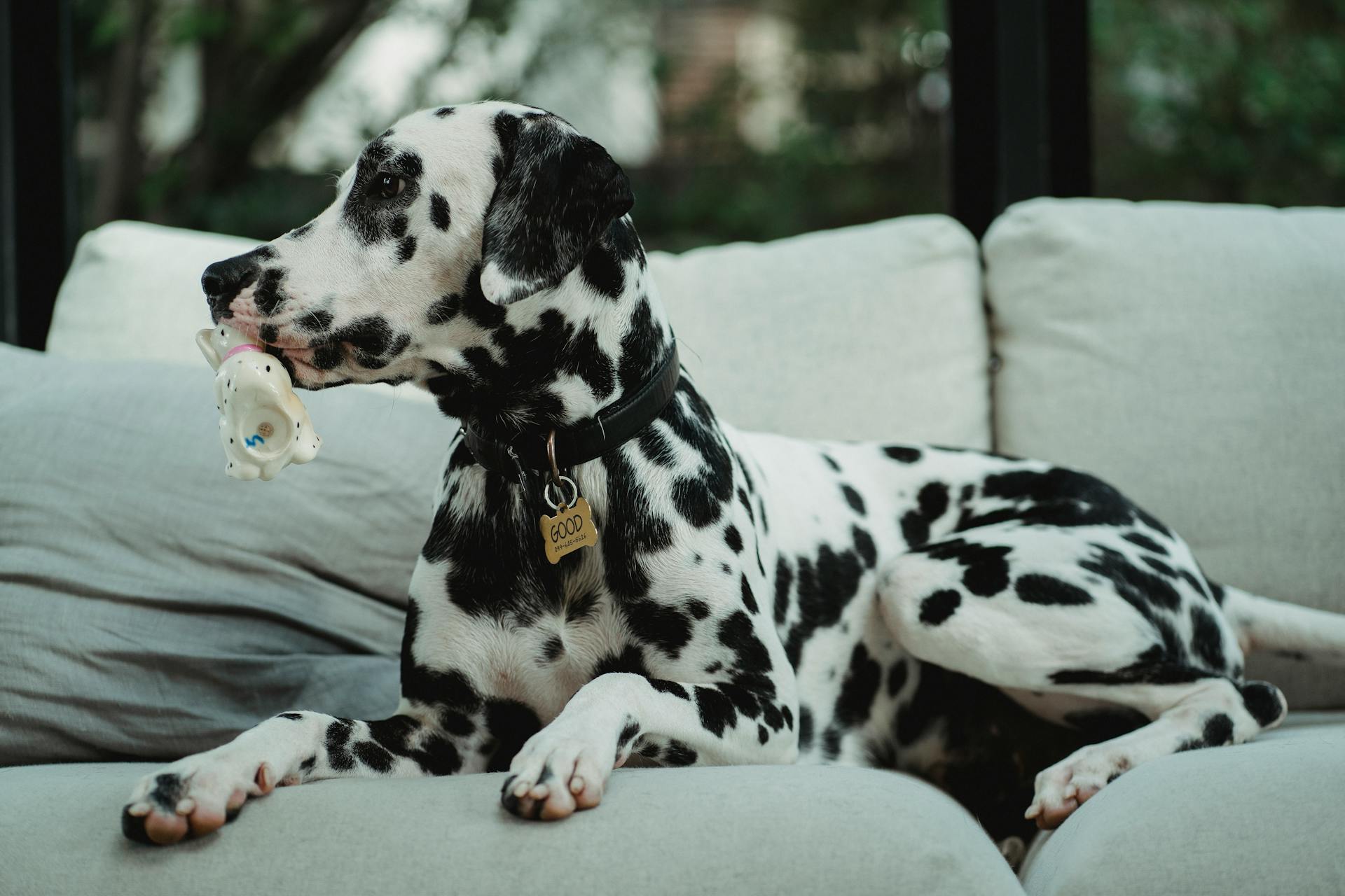 A Dog Holding a Toy in its Mouth