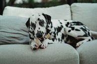 Dalmatian Dog Lying on Couch