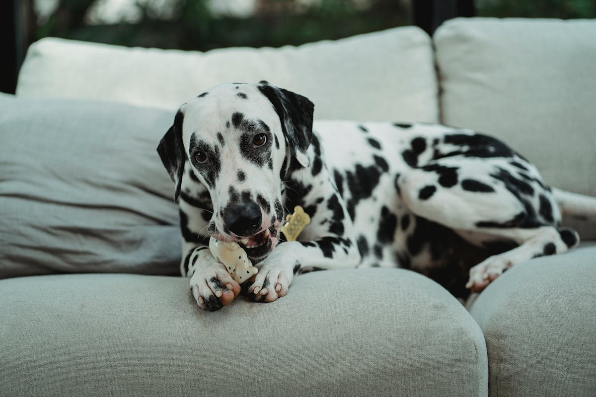 Dalmatian sdraiato sul divano che mastica un giocattolo osso