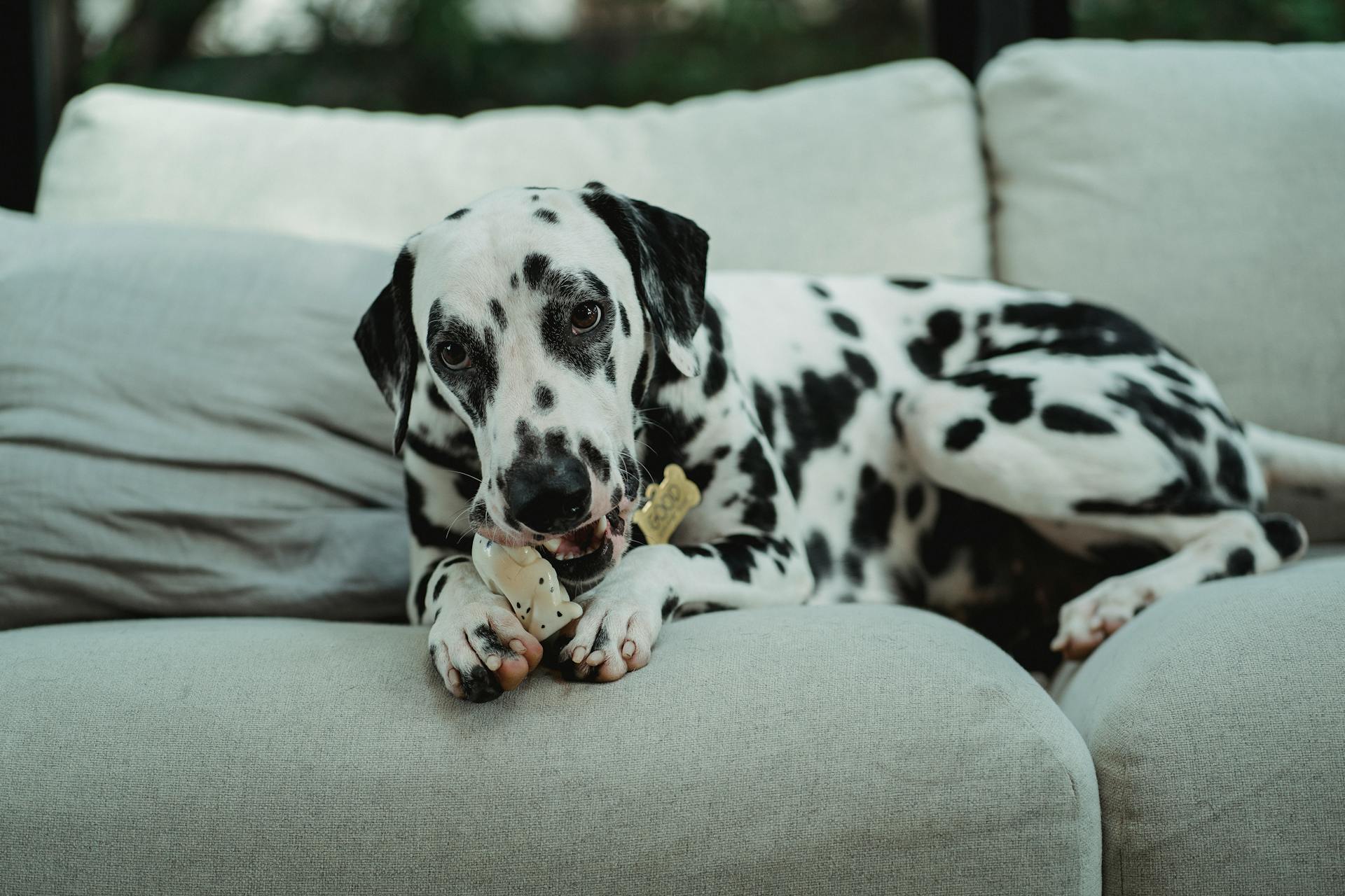 Dalmatian Chewing on Toy