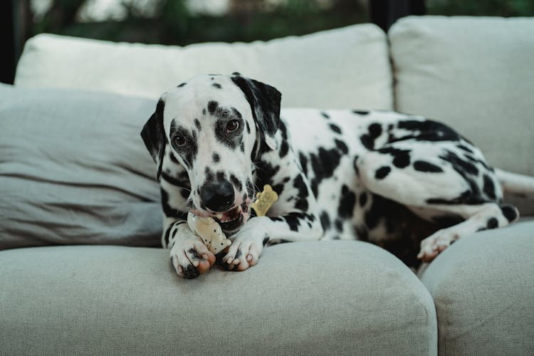 Dalmatian Chewing On Toy