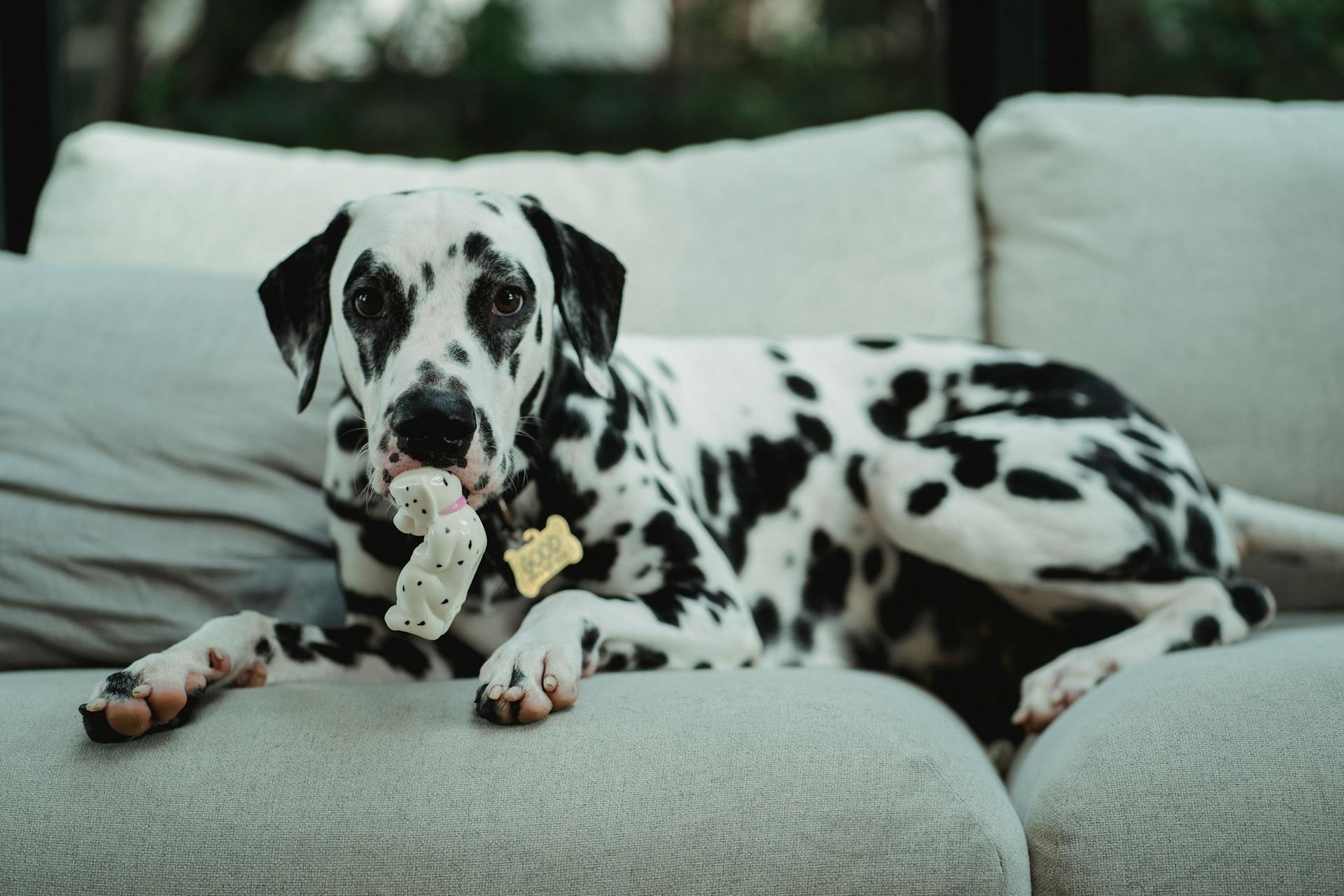 A Dog With a Toy in Its Mouth