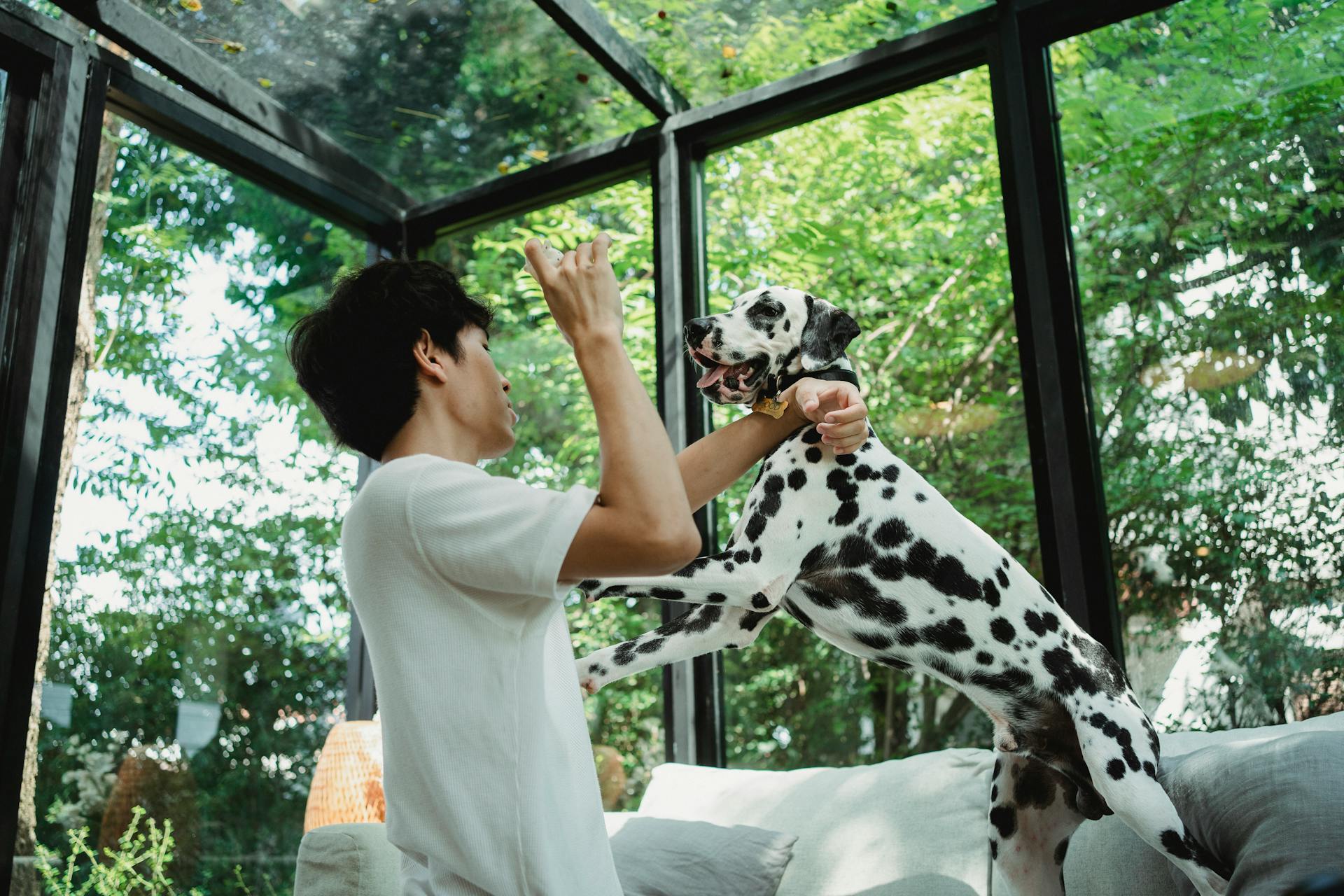 Man Playing with His Dalmatian Dog Inside the House