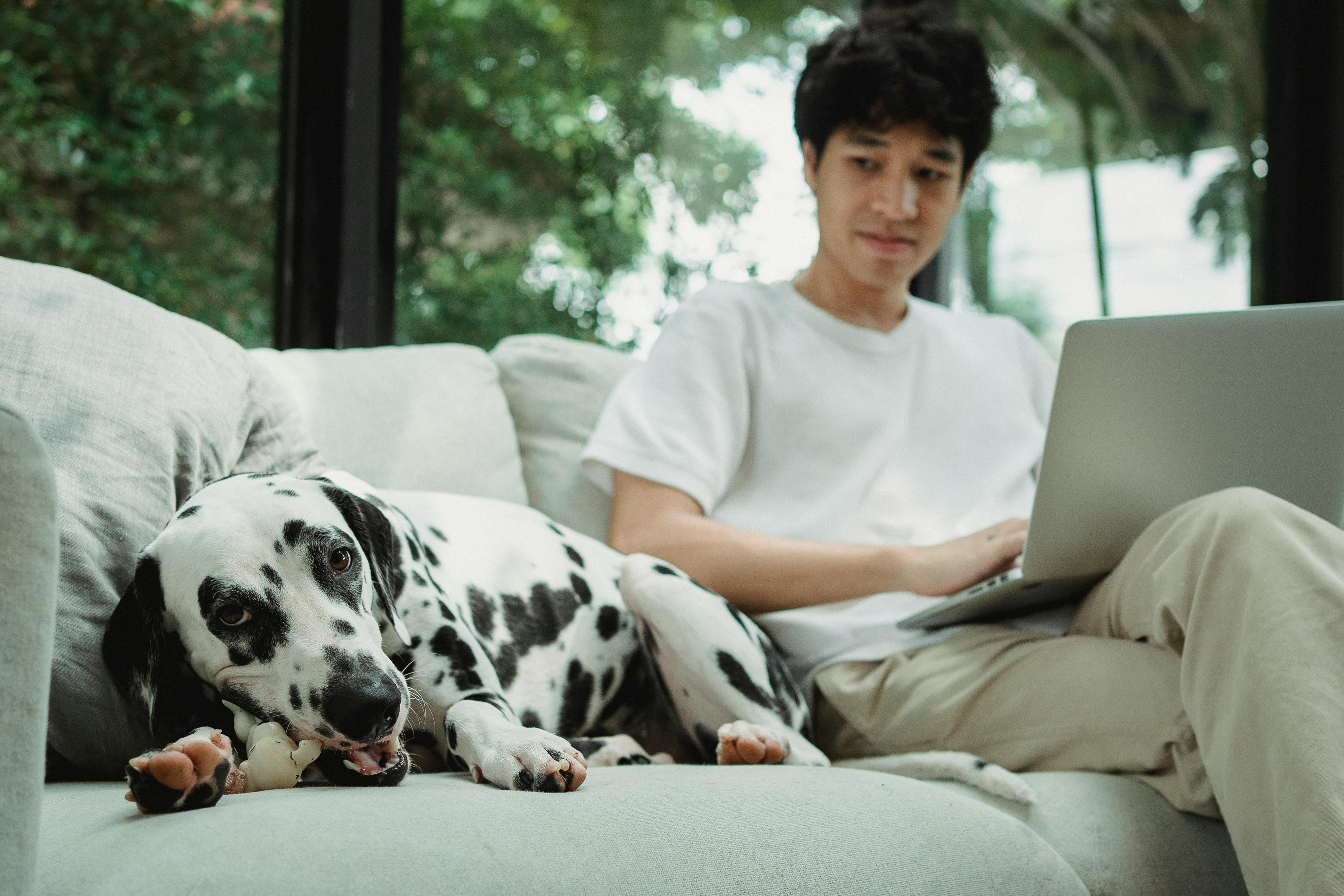 A man relaxes with his Dalmatian on the couch while working on a laptop, indoors.