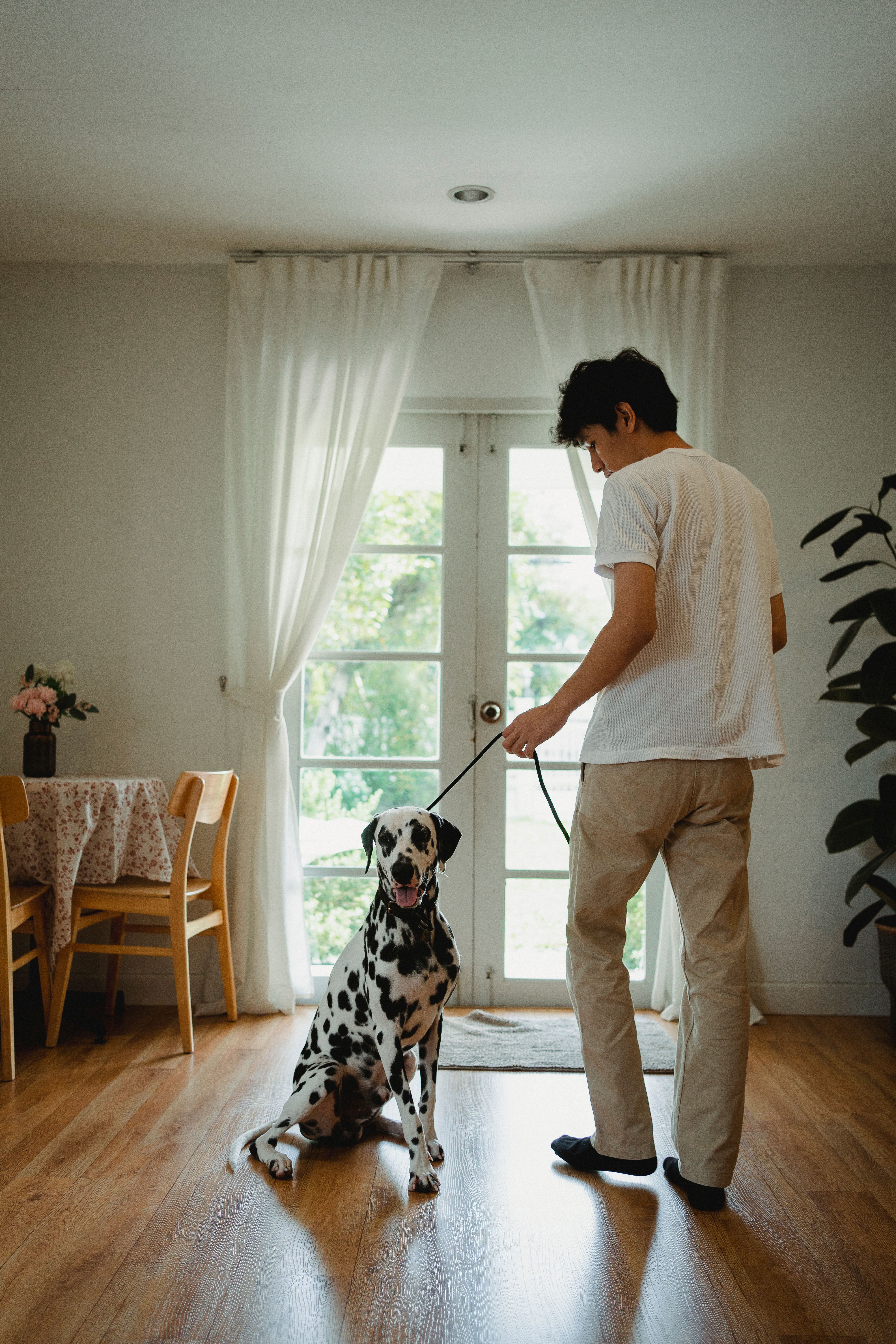 A man standing with his Dalmatian dog on a leash in a sunlit living room.