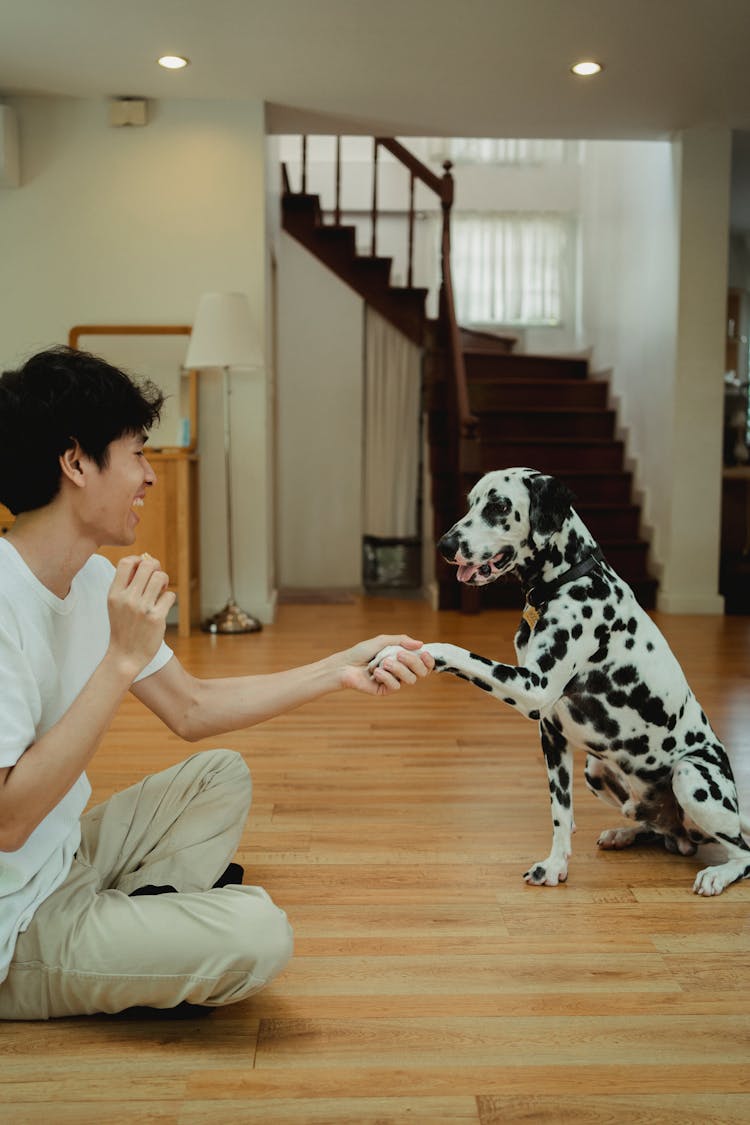 Dalmatian Dog Giving Paw To His Owner 