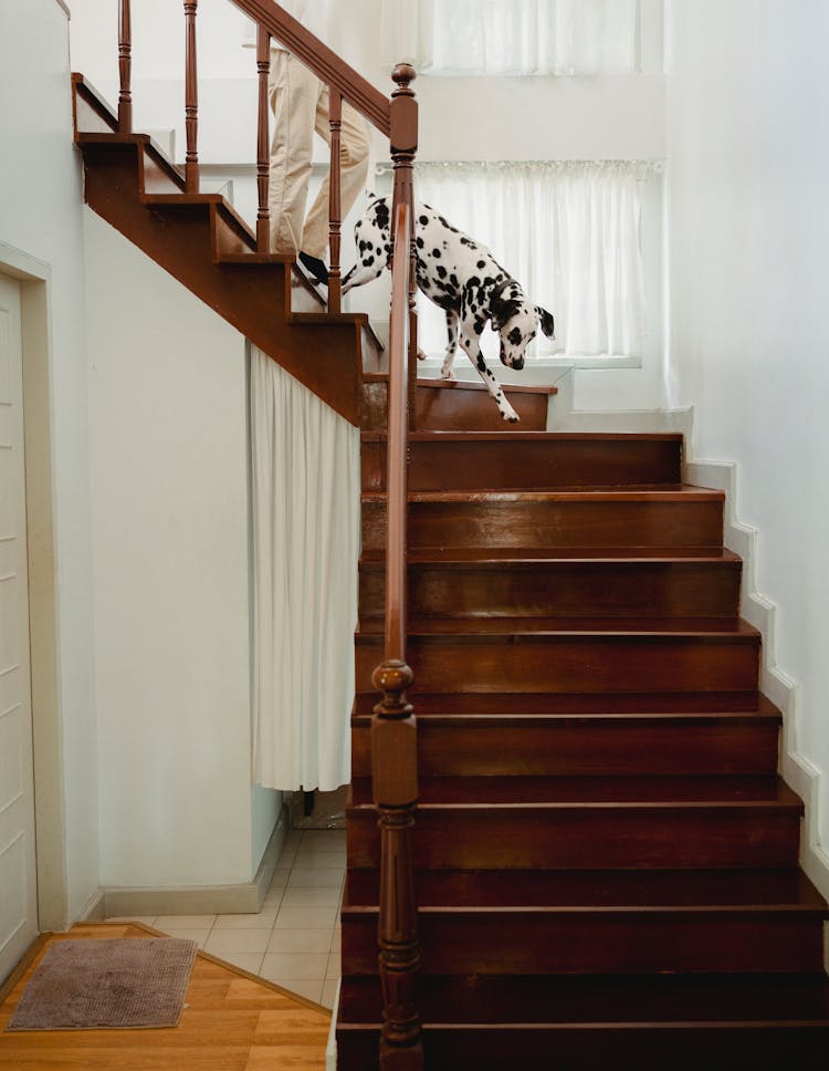 A Person And A Dog Going Down The Stairs