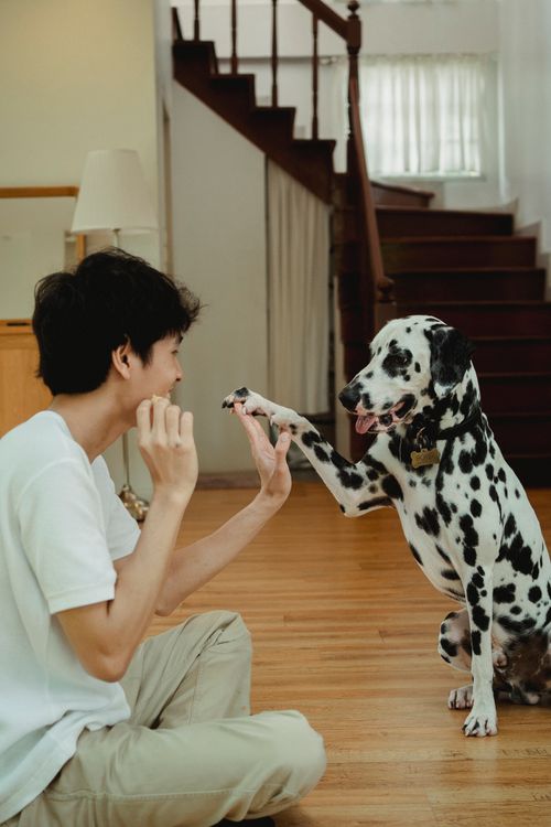 Free A man and his Dalmatian dog cheerfully share a high five in a cozy indoor setting. Stock Photo