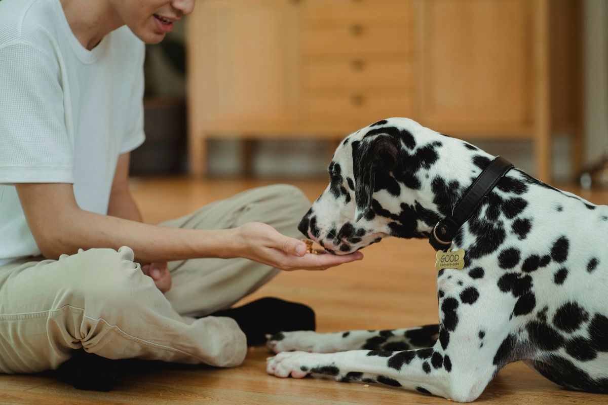 Calm dog sitting closely with a human during a positive interaction
