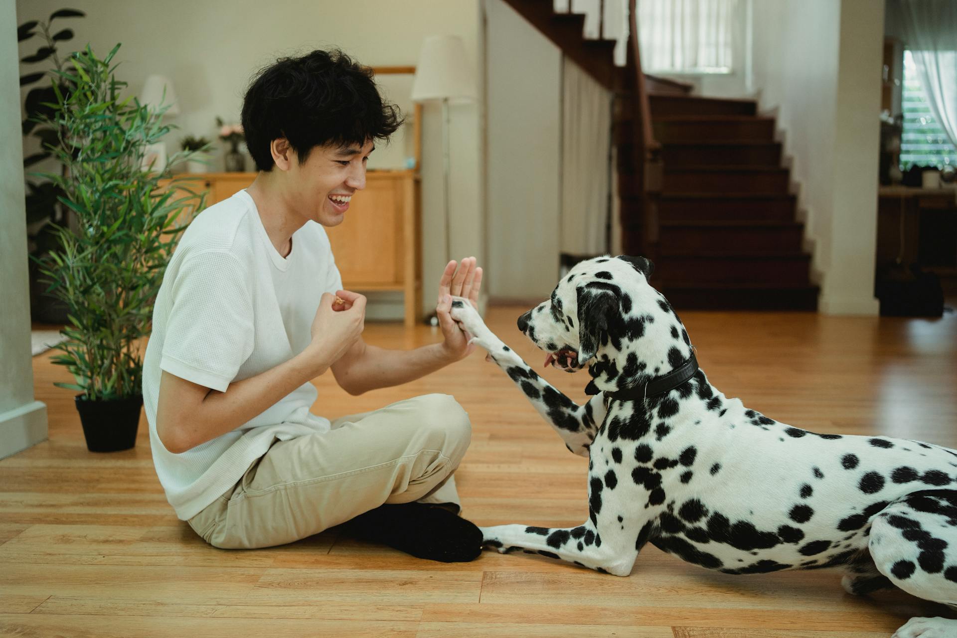 En dalmatisk hund som ger sin ägare high five