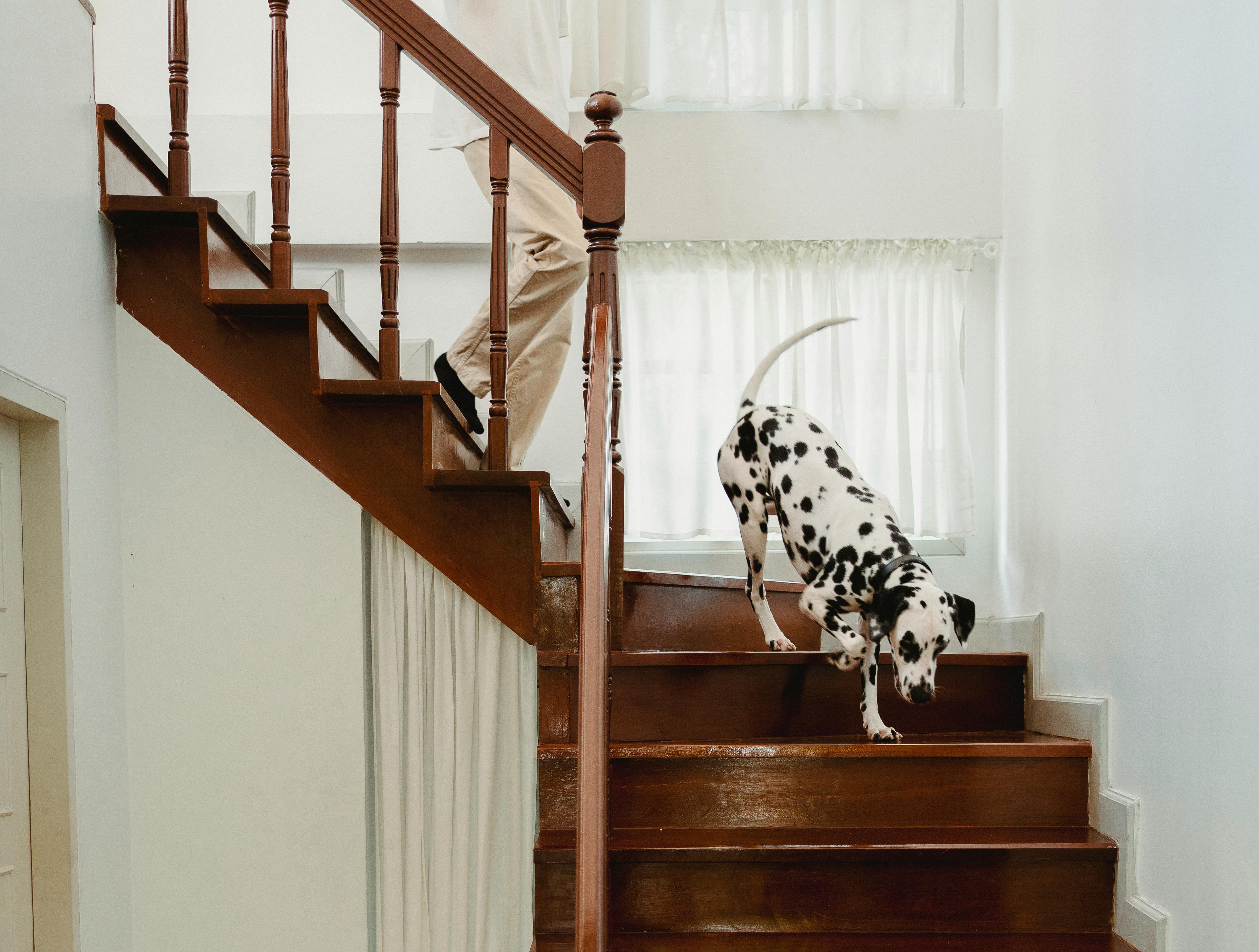 A Dog and a Person Going Down the Stairs · Free Stock Photo
