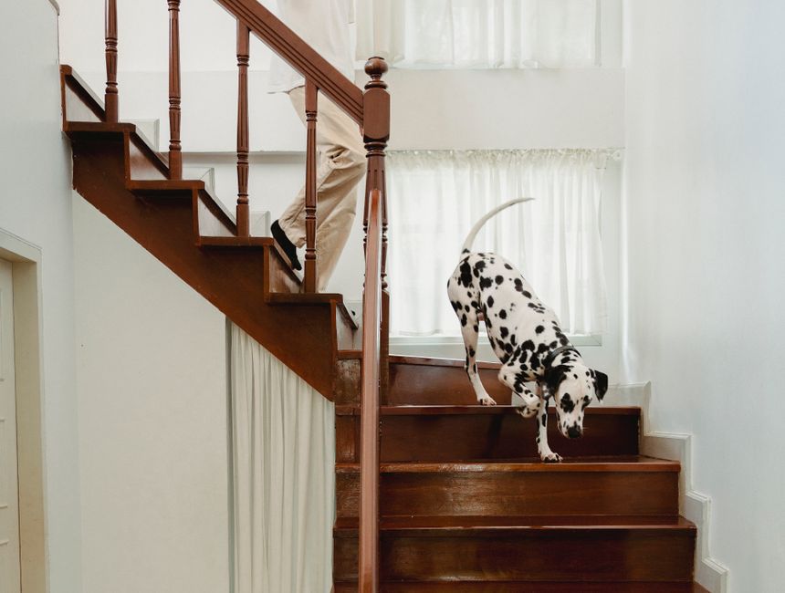 Best Dog Stairs & Ramps for Puppies & Senior Dogs: Joint Sup