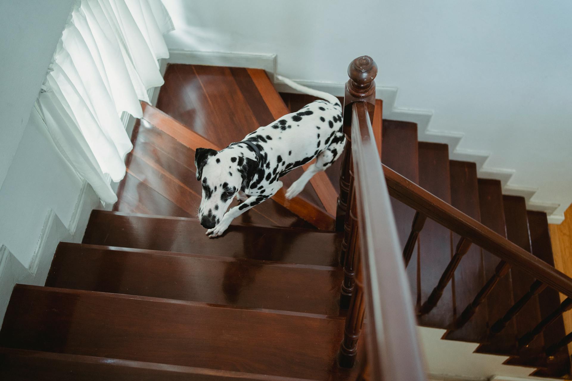 Dalmatian Dog Running Up the Stairs