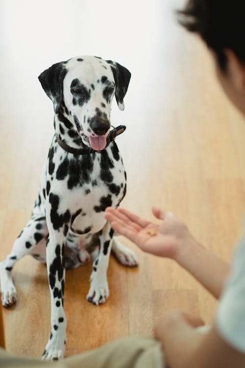 Free A Person Holding a Treat in Front of a Dog  Stock Photo