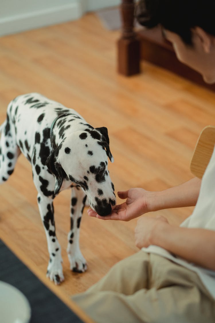 Man Feeding Dalmatian Dog From Hand