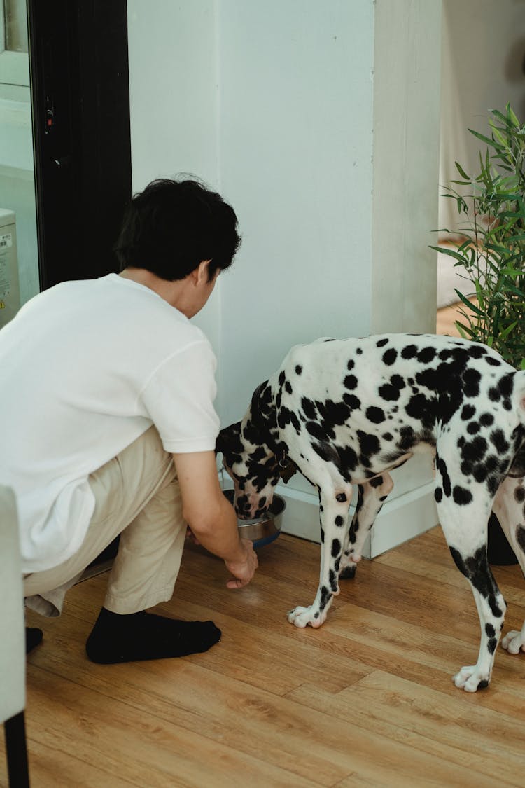 Man Feeding Dalmatian Dog At Home