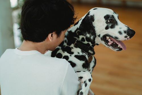 Immagine gratuita di animale, animale domestico, cane