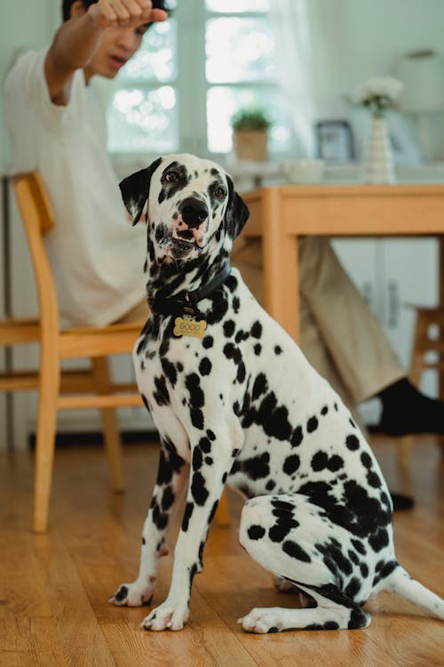 Immagine gratuita di animale domestico, camera, cane