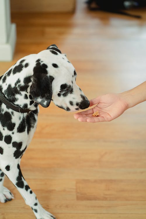 Immagine gratuita di animale domestico, annusando, cane