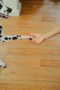 Person in White and Black Dalmatian