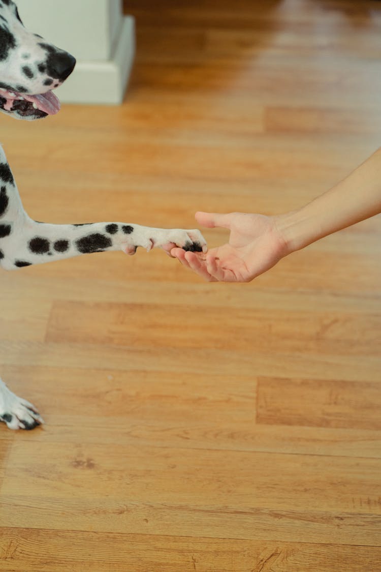 Dalmatian Dog Passing Paw