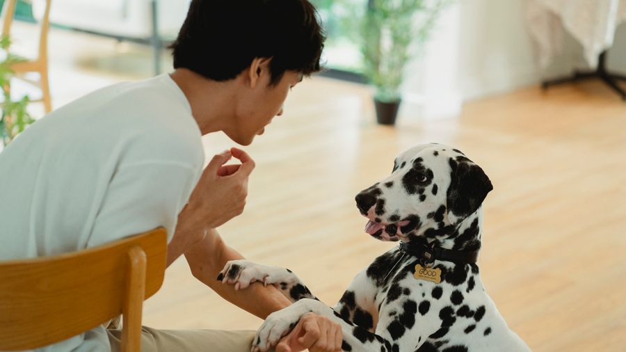 In-Home Dog Training: When It's Worth the Cost