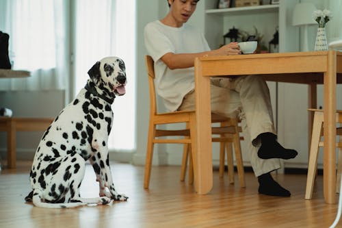 Immagine gratuita di animale domestico, cane, dalmata