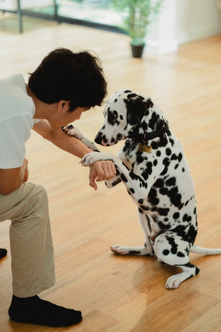 Man Talking With Dalmatian Dog