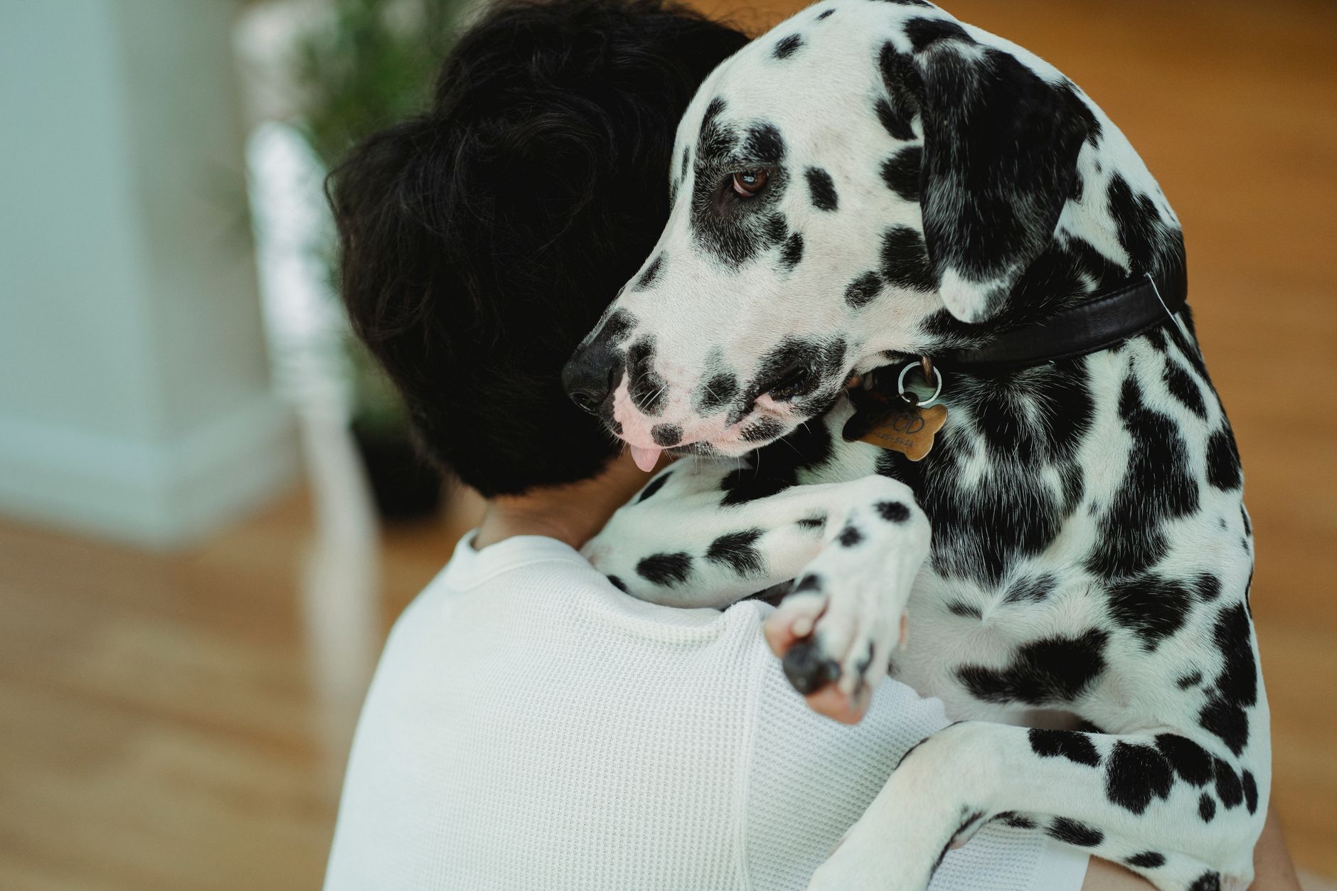 Cão terapeuta interagindo com crianças em ambiente escolar durante atividade de conscientização sobre bullying