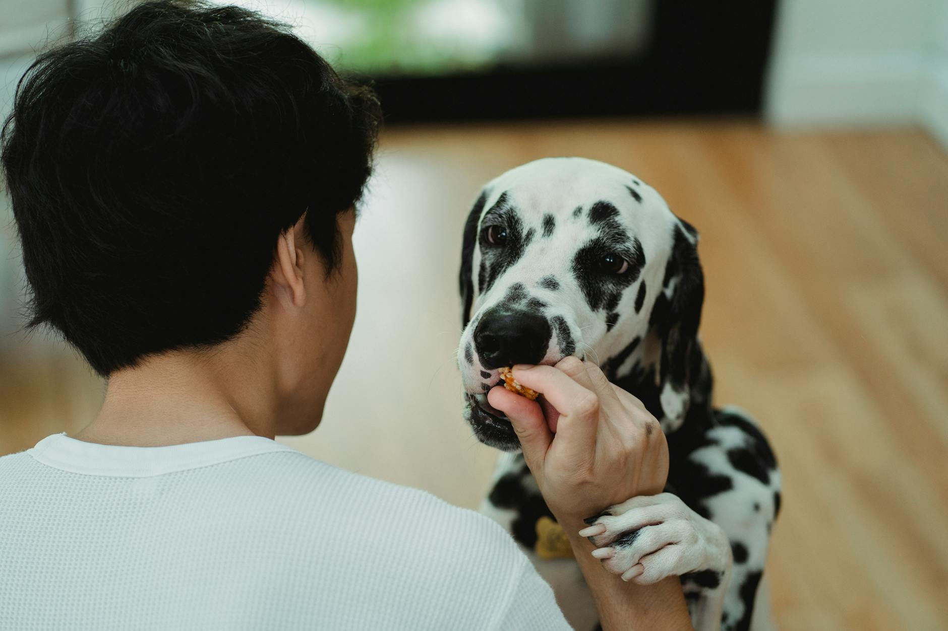 Dalmatian dog being fed a treat by a man indoors.