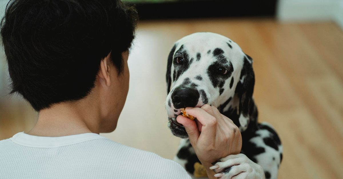 Les bienfaits de l'alimentation adaptée pour un animal âgé