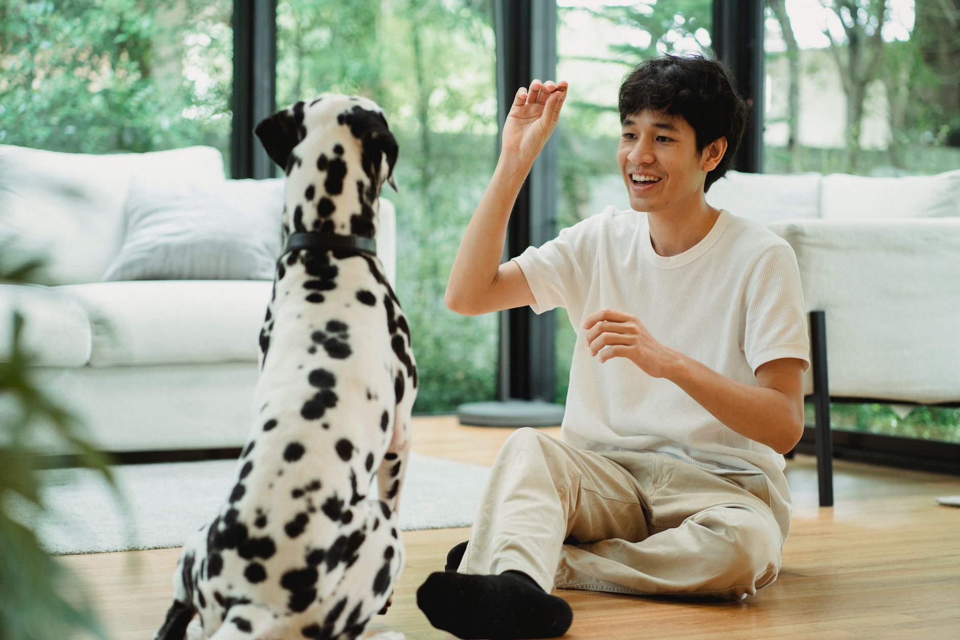 happy dog receiving praise during training session showing positive reinforcement