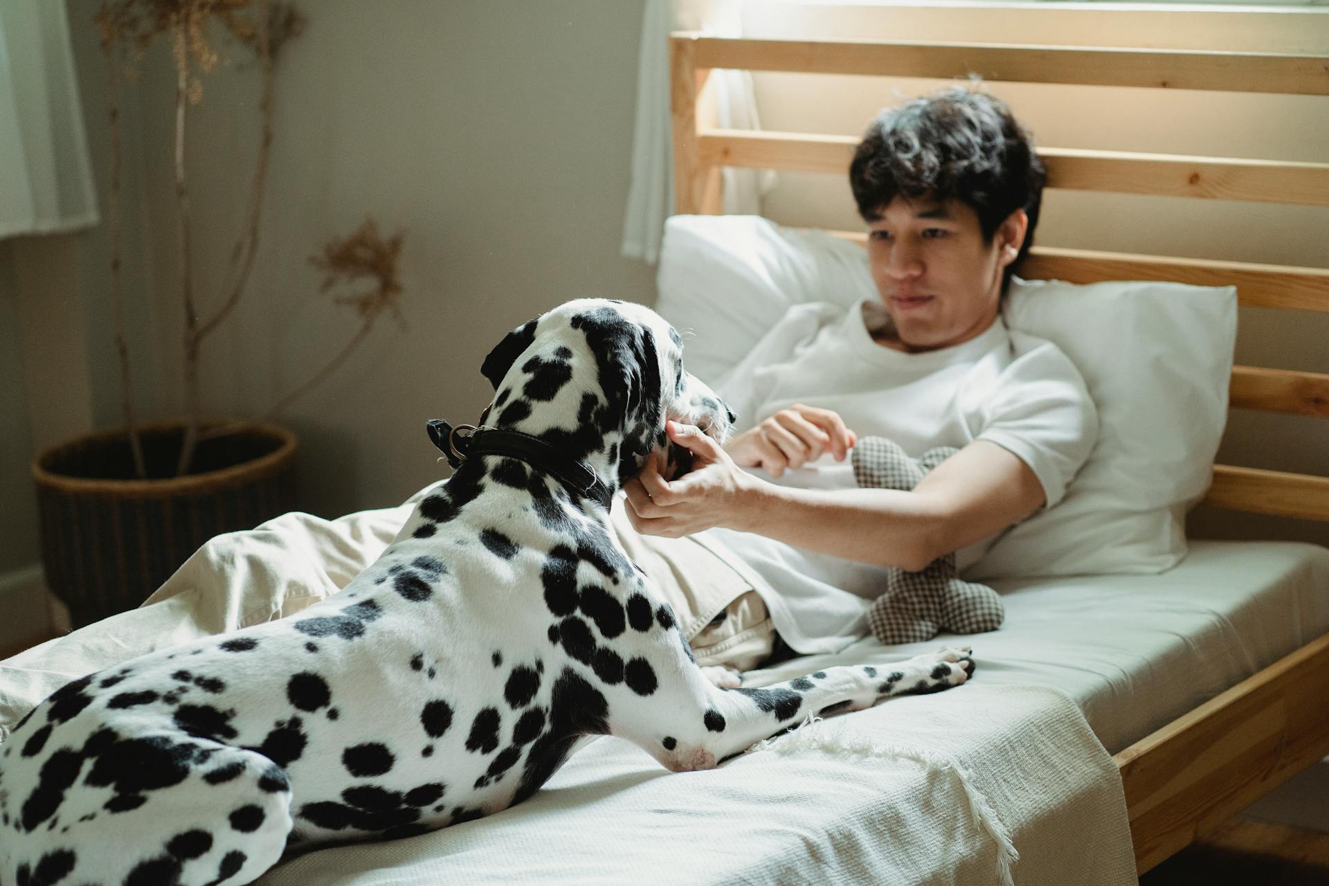 Man Lying in Bed with His Dalmatian Dog